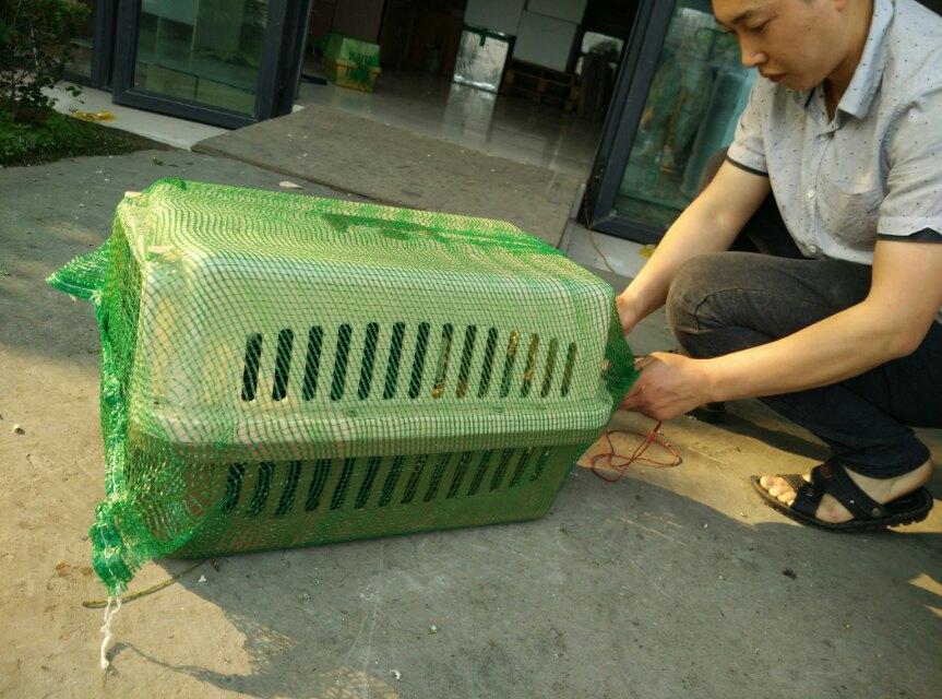 寵物托運如何安撫寵物