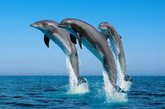 成都海豚空運|成都動物空運