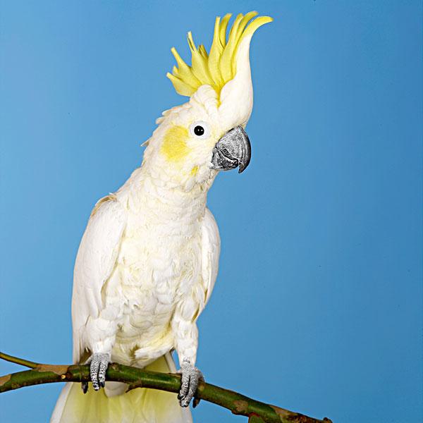 鳥兒空運|鸚鵡空運