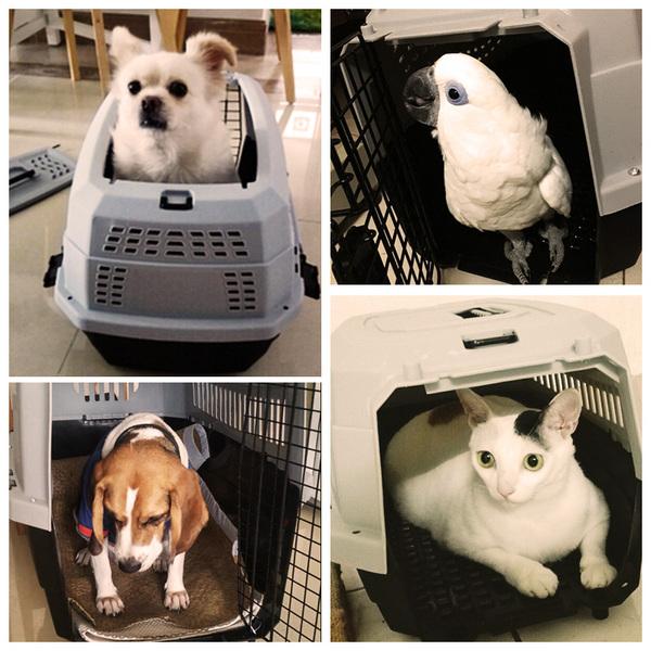 全球寵物空運|國際寵物空運