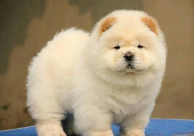 狗狗壽命最長是多少年,你知道嗎？-成都寵上天寵物托運服務有限公司