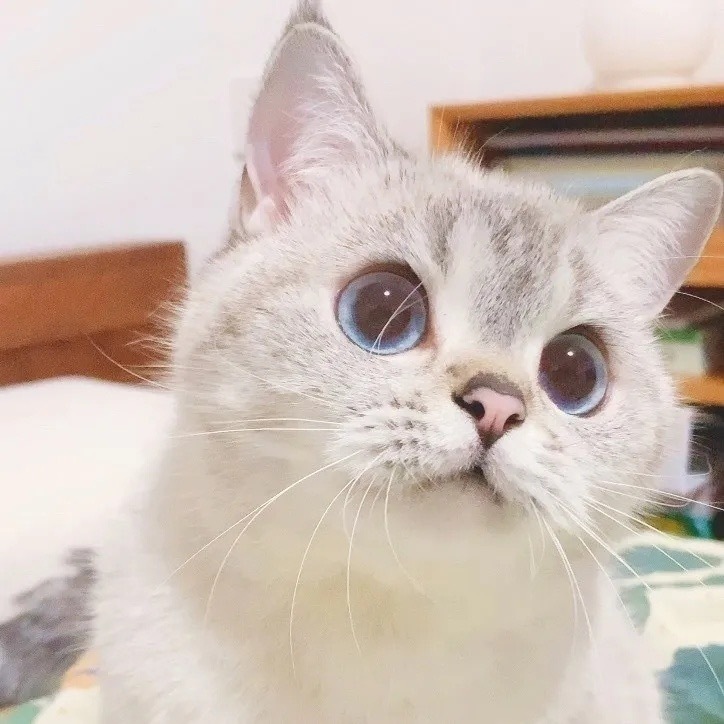 我國寵物保險市場發展現狀-成都寵物空運