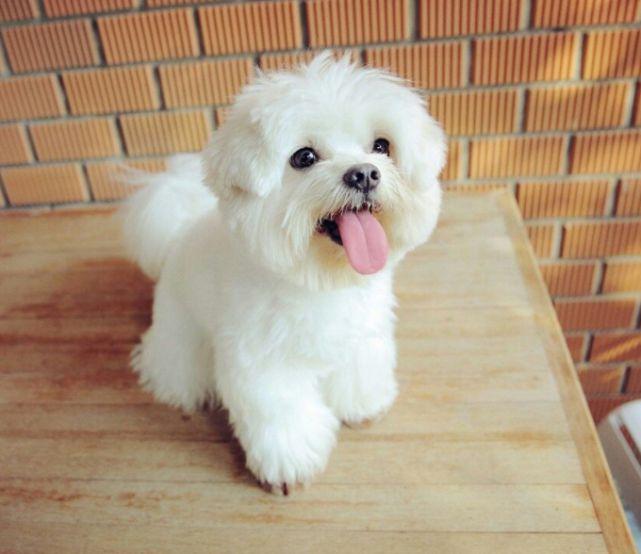 托運中，寵物們可能受到哪些傷害？-成都寵物空運