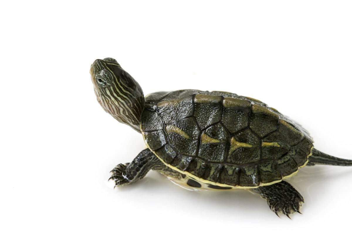 烏龜可以空運嗎？